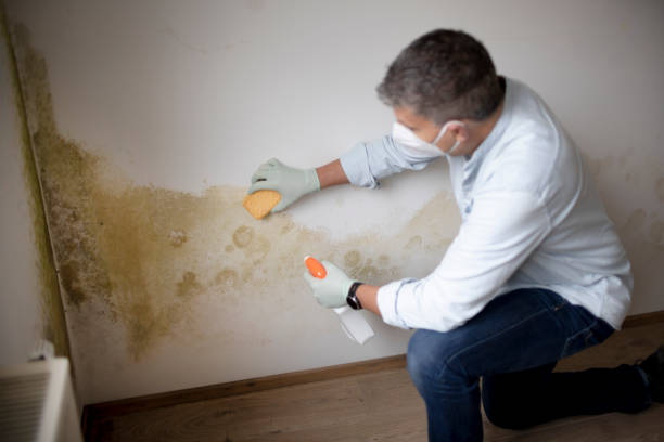 Best Mold Remediation for Healthcare Facilities  in Lakemoor, IL