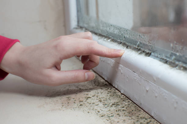 Best Forensic Mold Investigation  in Lakemoor, IL