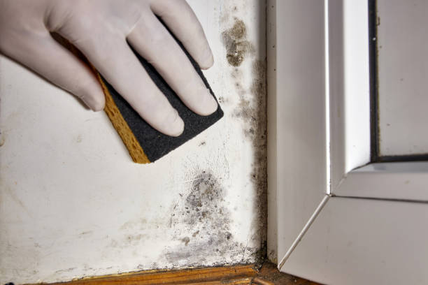 Best Post-Remediation Verification Testing  in Lakemoor, IL